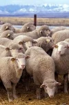 قطر: درخواست رسمی برای واردات گوسفند ایرانی به بازارهای خود