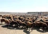 قیمت جدید دام‌زنده شنبه ۲ اسفند ۱۴۰۴